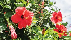 Kembang Sepatu Si 4 Mekar Cerah Penarik Lebah