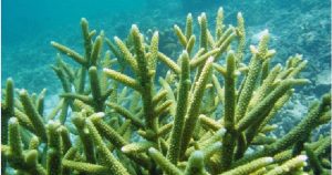 Acroporidae Indah 13 Karang Terancam Punah