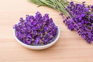 Lavender Lebih dari Sekadar Bunga Aktif Wangi2! 4 Lavender Lebih dari Sekadar Bunga Aktif Wangi2!