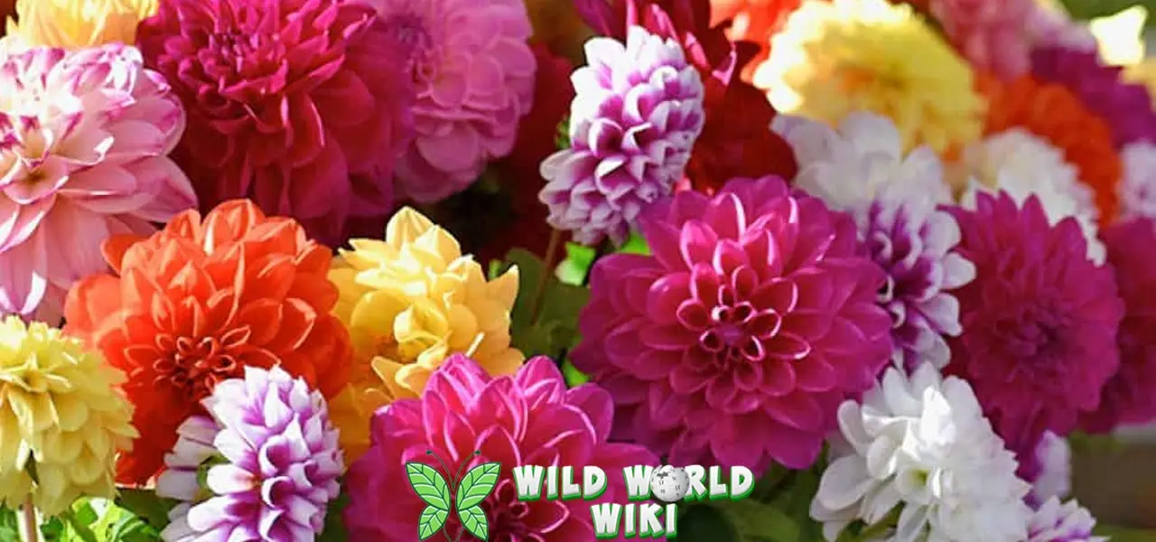 Bunga Dahlia Si Cantik Dinobatkan Terbaik 2019 3 Bunga Dahlia Si Cantik Dinobatkan Terbaik 2019