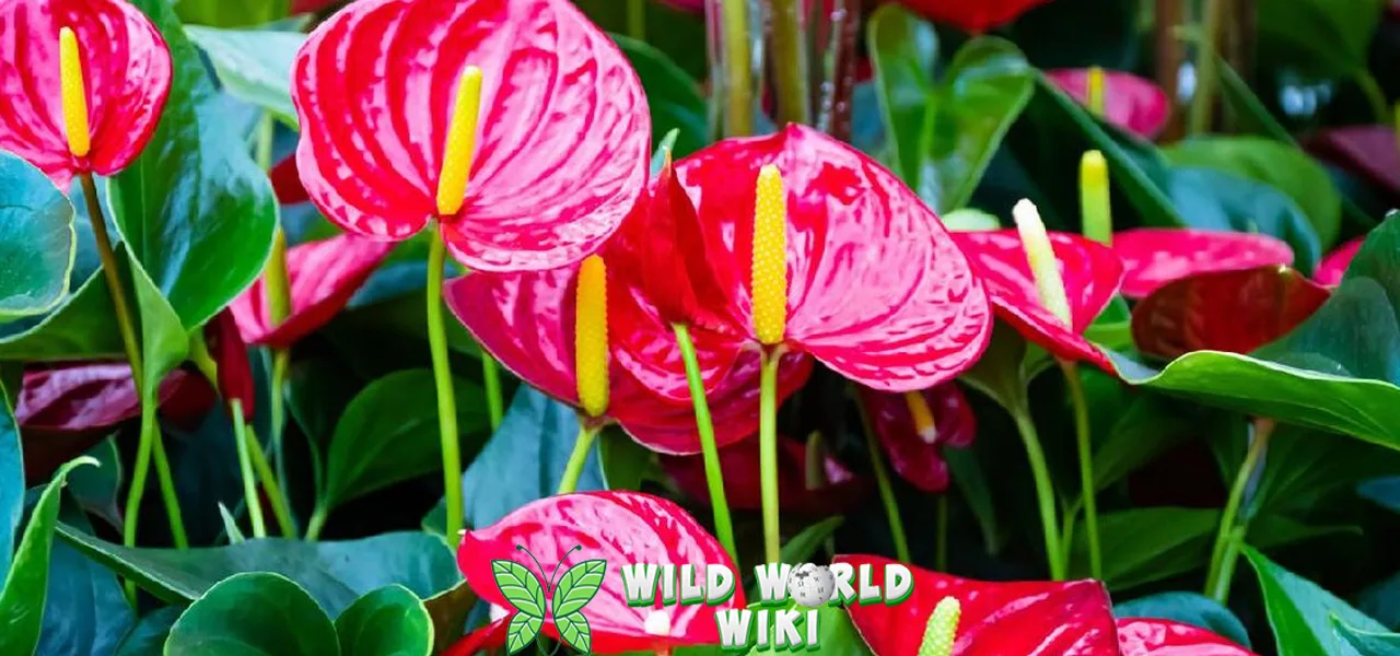 Anthurium Daun2 Eksotis Menawan Ruang Tamu 1 Anthurium Daun2 Eksotis Menawan Ruang Tamu