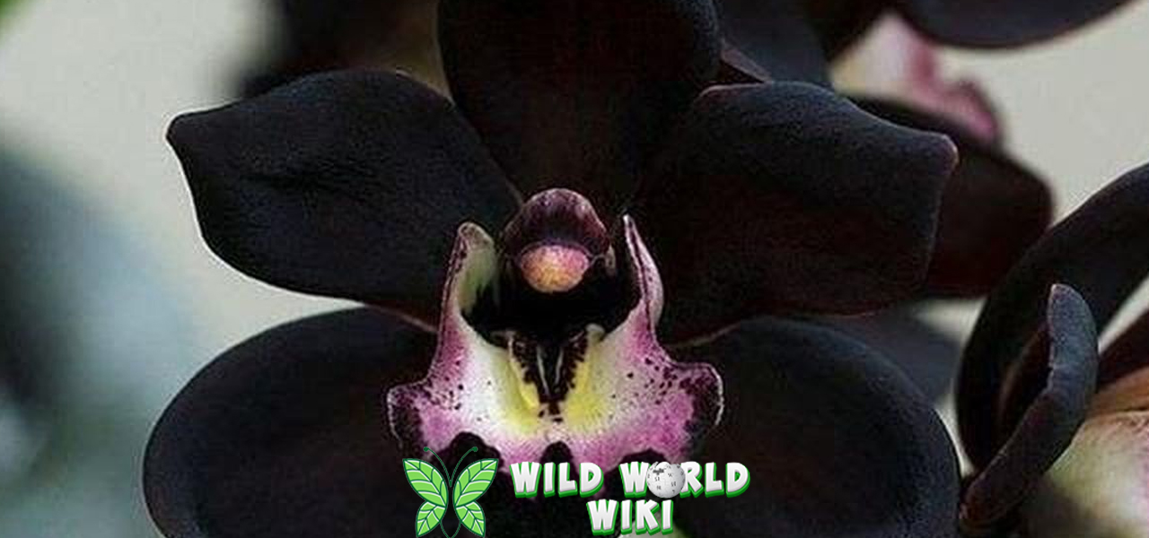 Anggrek Hitam Cantik Tapi Terancam 1 Punah! 3 Anggrek Hitam Cantik Tapi Terancam 1 Punah!