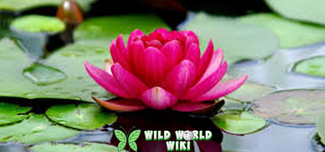 Bunga Teratai Ini Cantik Bikin 1 Kelewat Batas!