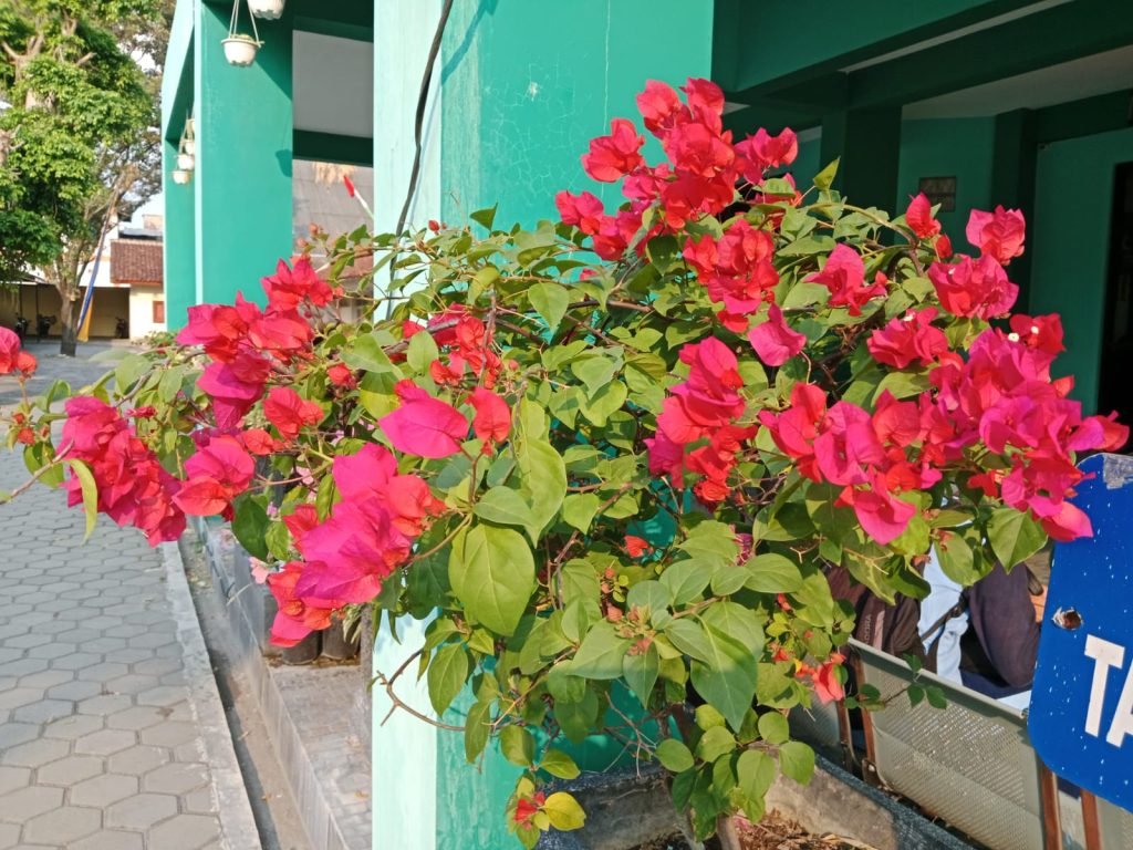 Bougenville Bunga Warnai2 Tepi Sudut Tropis