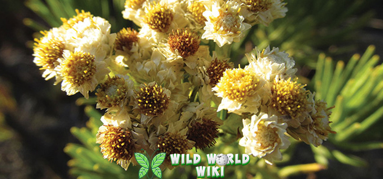 Edelweiss Bunga Abadi Tumbuh di 15 Puncak Dunia 3 Edelweiss Bunga Abadi Tumbuh di 15 Puncak Dunia