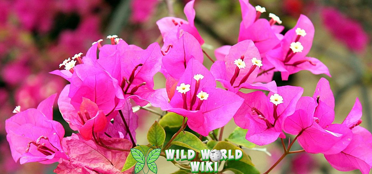 Bougenville Bunga Warnai2 Tepi Sudut Tropis