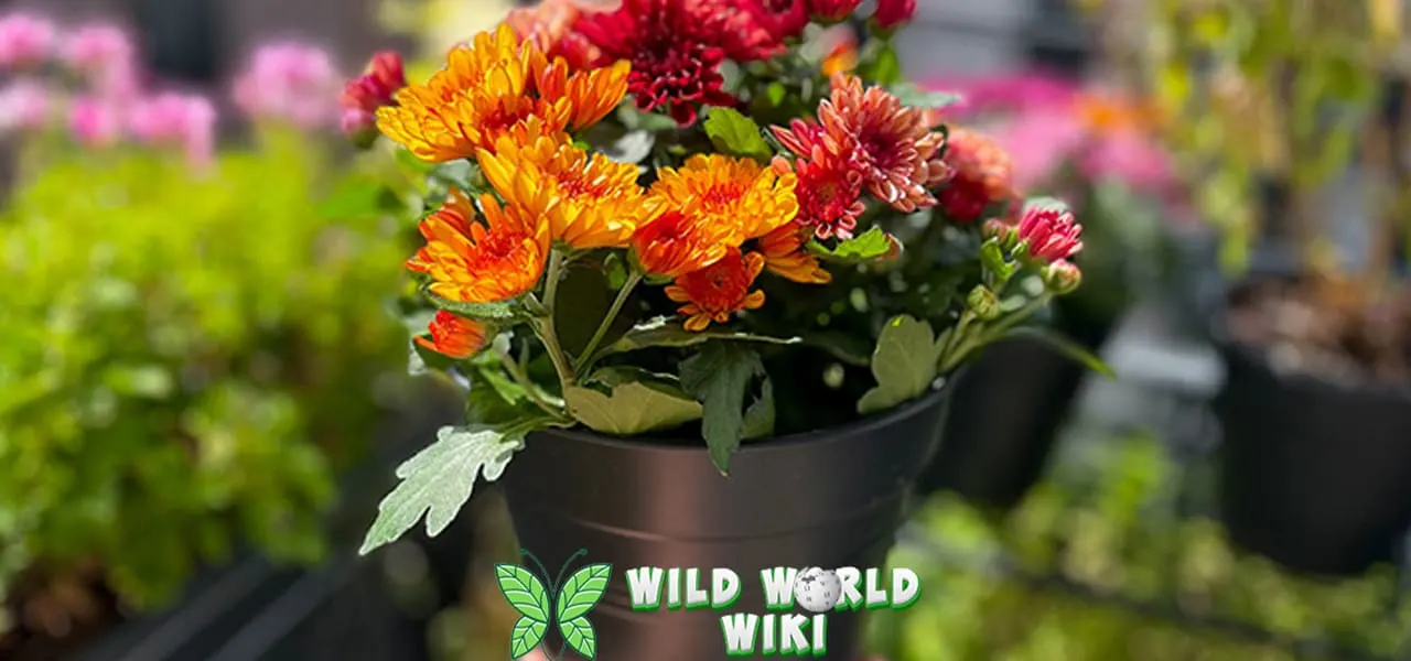 Bunga Seruni baru 2 Viral di TikTok Ini Alasannya!