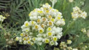 Edelweiss Bunga Abadi Tumbuh di 15 Puncak Dunia 4 Edelweiss Bunga Abadi Tumbuh di 15 Puncak Dunia