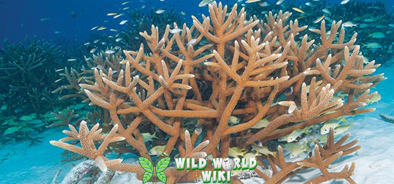 Acroporidae Indah 13 Karang Terancam Punah