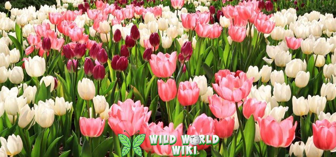 Bunga Tulip 8 Rahasia Musim Semi yang Abadi