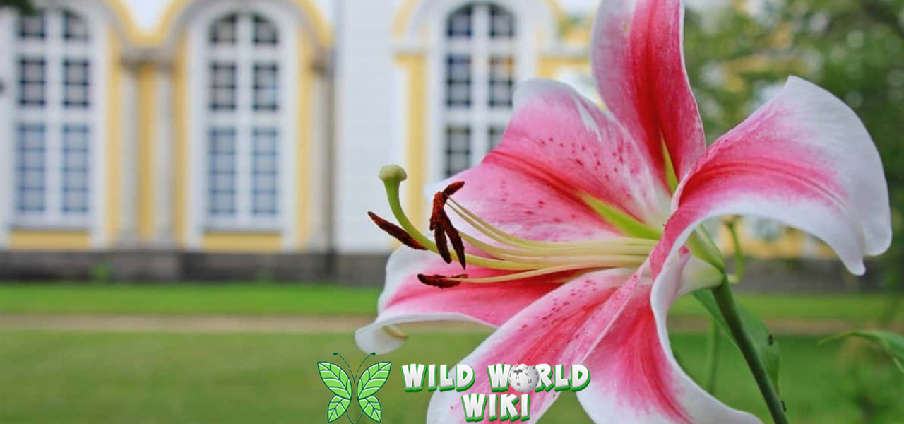 Bunga Lily 10 Elegan, Harum, dan Penuh Makna 3 Bunga Lily 10 Elegan, Harum, dan Penuh Makna