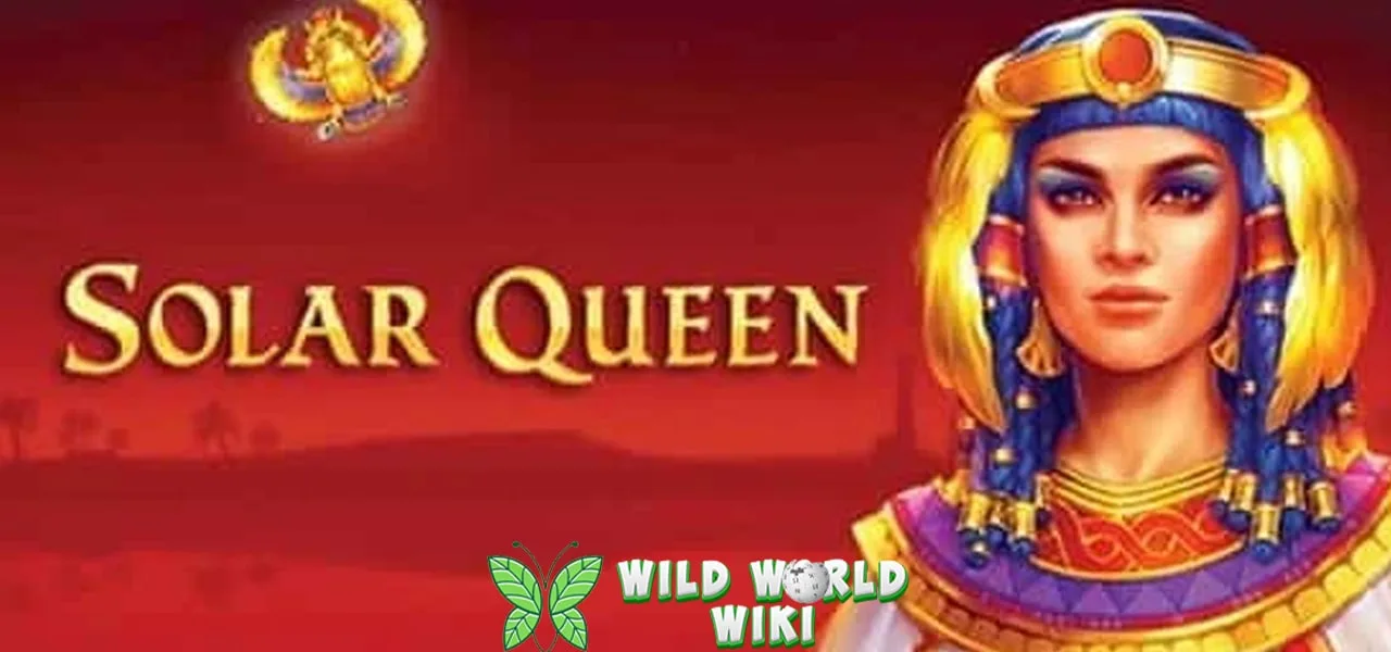 Solar Queen Slot Online 45 Tata Surya Bertahan 1 https://www.thedailytruffle.com/logintowp.php