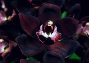 Anggrek Hitam Cantik Tapi Terancam 1 Punah!