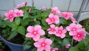 Geranium Tanaman Hias Favorit dalam 300 Spesies 4 Geranium Tanaman Hias Favorit dalam 300 Spesies