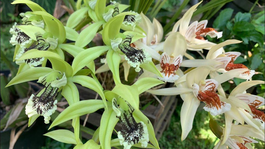 Anggrek Mutiara Si Cantik Berdaun Kilau2 Perak 4 Anggrek Mutiara Si Cantik Berdaun Kilau2 Perak