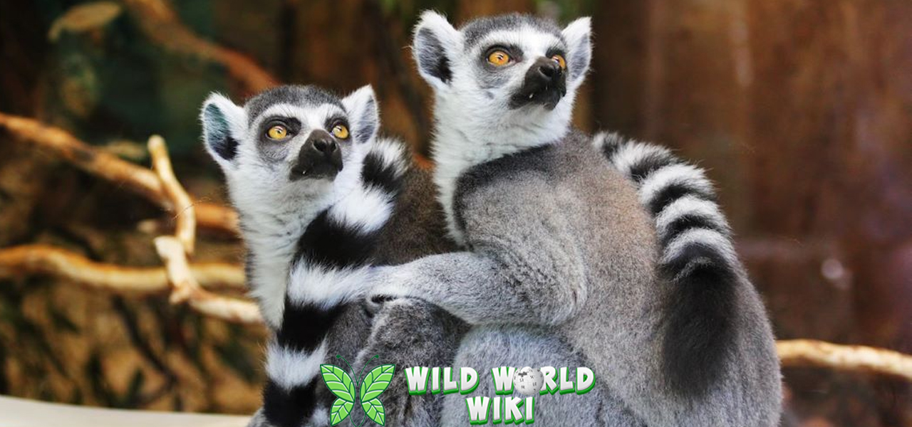 Lemur Dari Evolusi dalam 16 Konservasi Global 3 Lemur Dari Evolusi dalam 16 Konservasi Global