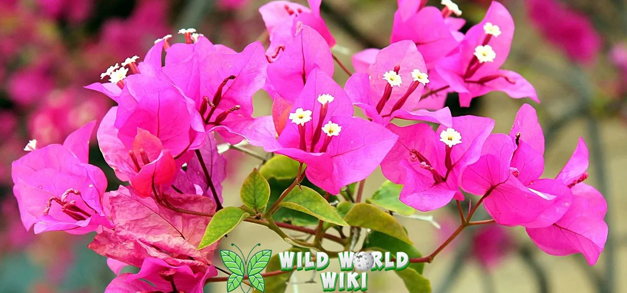 Bougenville 365 Keindahan yang Hidup Tiap Hari