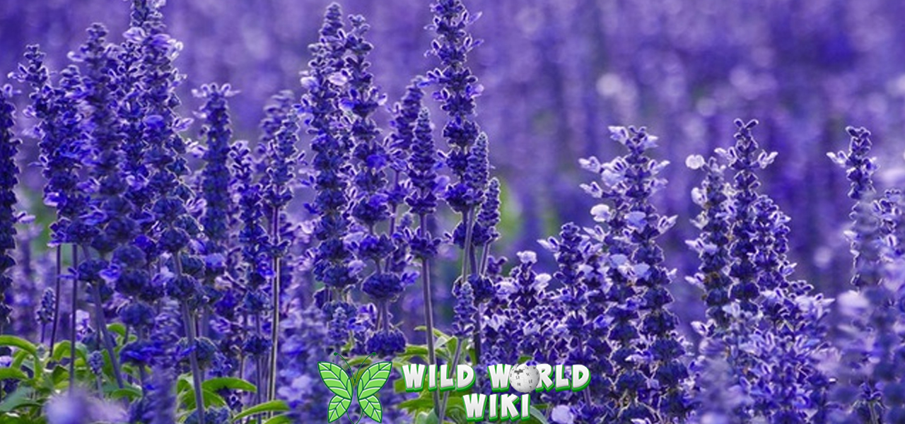 Lavender Lebih dari Sekadar Bunga Aktif Wangi2! 3 Lavender Lebih dari Sekadar Bunga Aktif Wangi2!