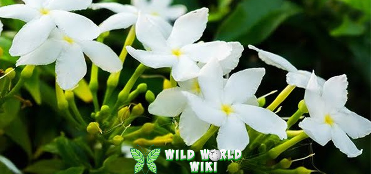 Bunga Melati Akui Bisa Jadi 1 Obat Alami!