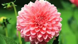Bunga Dahlia Si Cantik Dinobatkan Terbaik 2019 4 Bunga Dahlia Si Cantik Dinobatkan Terbaik 2019