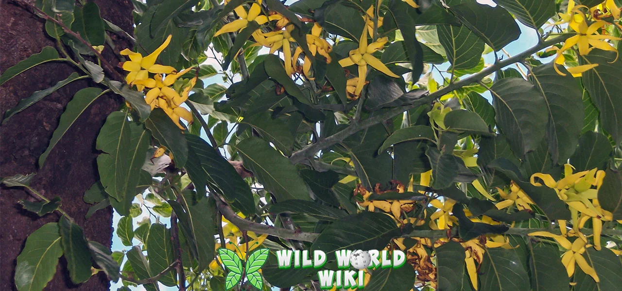 Bunga Kenanga Aroma Cantik Penyejuk 2 Jiwa