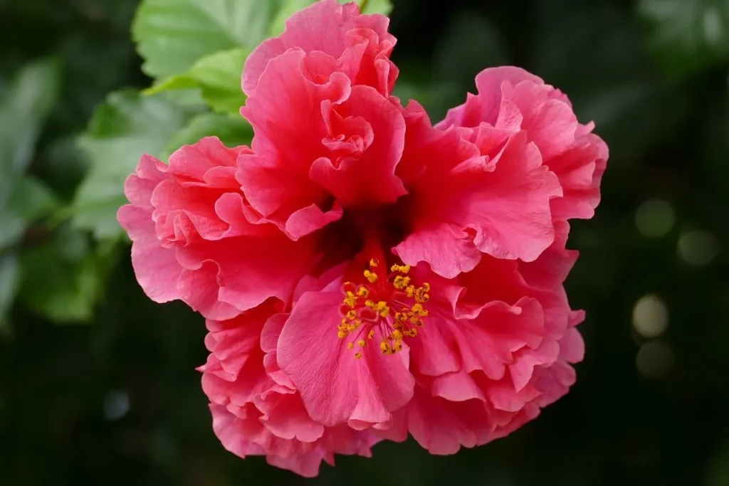 Bunga Kembang Sepatu Simbol2 Cinta Tropis Abadi 2 Bunga Kembang Sepatu Simbol2 Cinta Tropis Abadi