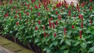 Bunga Pancing, Si Merah Cerah Penyejuk 100 Halaman 2 Bunga Pancing, Si Merah Cerah Penyejuk 100 Halaman