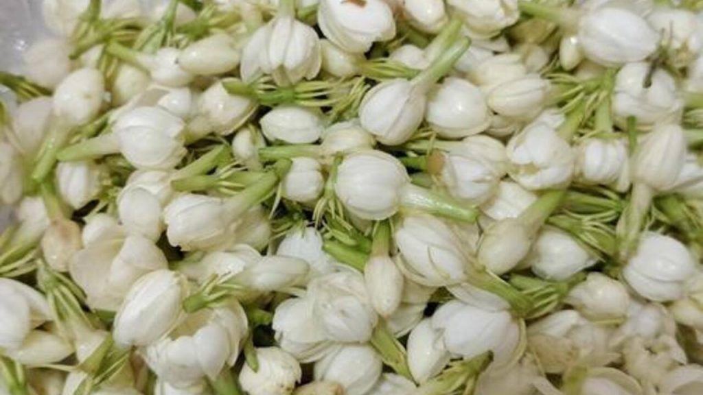 Bunga Melati Akui Bisa Jadi 1 Obat Alami!