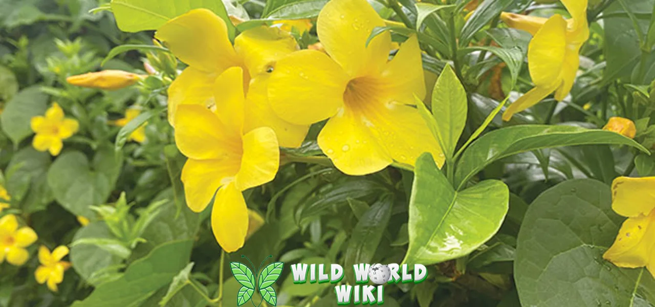 Alamanda, Bunga Lonceng Kuning Penuh 5 Filosofi 1 Alamanda, Bunga Lonceng Kuning Penuh 5 Filosofi