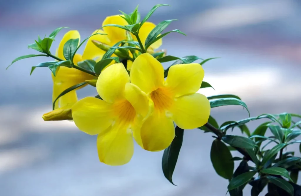 Alamanda, Bunga Lonceng Kuning Penuh 5 Filosofi