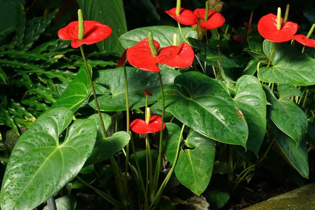 Anthurium Daun2 Eksotis Menawan Ruang Tamu 2 Anthurium Daun2 Eksotis Menawan Ruang Tamu
