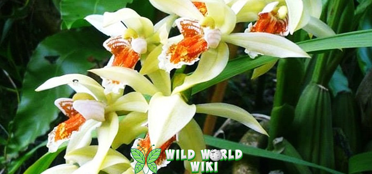 Anggrek Mutiara Si Cantik Berdaun Kilau2 Perak 3 Anggrek Mutiara Si Cantik Berdaun Kilau2 Perak