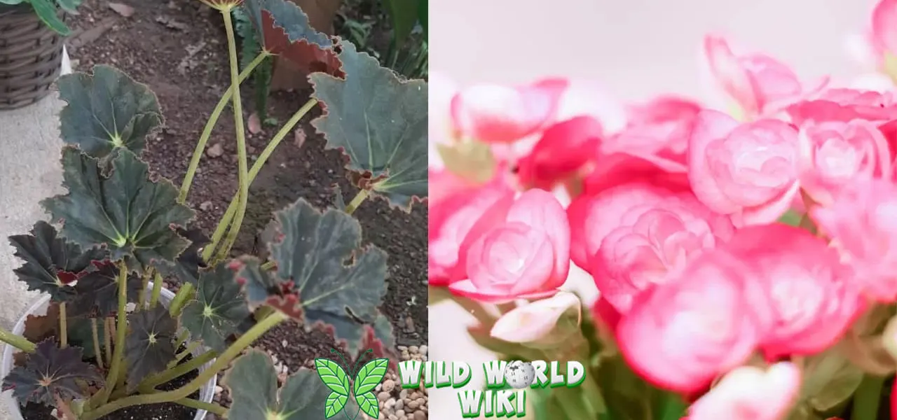 Begonia Bunga Cantik 1.800 Jenis di Dunia 1 Begonia Bunga Cantik 1.800 Jenis di Dunia
