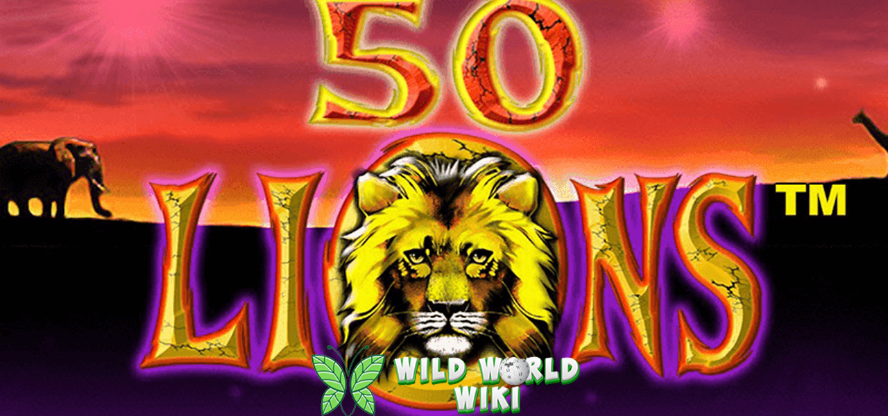 Fifty Lions Alternatif Ruby8000 Transformasi Suci Sejati! 3 Fifty Lions Alternatif Ruby8000 Transformasi Suci Sejati!