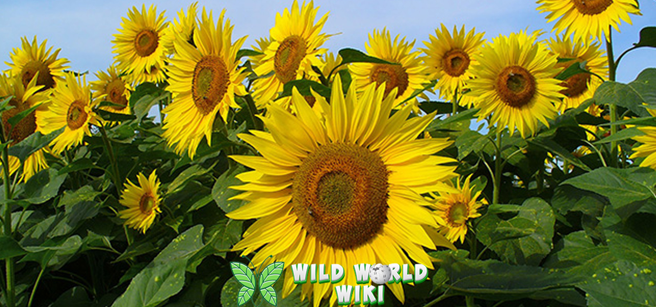 Bunga Matahari Cantik 5 Tangguh, Bermakna 3 Bunga Matahari Cantik, 5 Tangguh, Bermakna