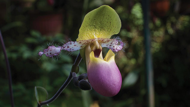 Bunga Kantong Semar 2 Cantik, Unik, Mematikan