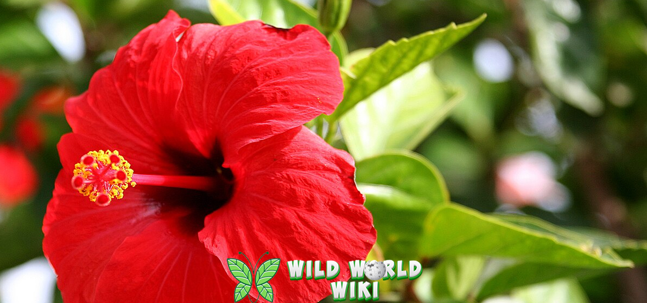 Kembang Sepatu Si 4 Mekar Cerah Penarik Lebah 3 Cireng Kuah Khas 01 Sunda Aktif Lagi Viral!