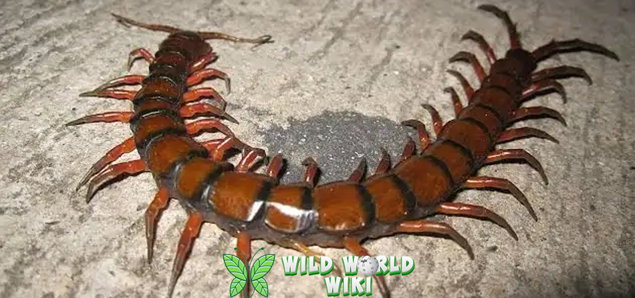 Kelabang Bahaya atau Sahabat? Kenali 5 Lebih Dalam