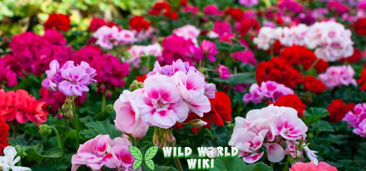 Geranium Tanaman Hias Favorit dalam 300 Spesies 3 Geranium Tanaman Hias Favorit dalam 300 Spesies