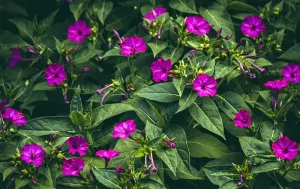 Bunga Pukul Empat, Mekar Tepat di Jam 16.00 2 Bunga Pukul Empat, Mekar Tepat di Jam 16.00