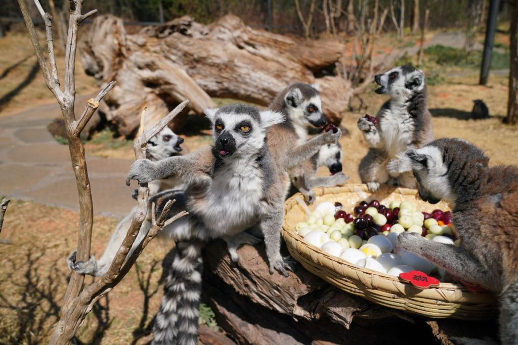 Lemur Dari Evolusi dalam 16 Konservasi Global 4 Lemur Dari Evolusi dalam 16 Konservasi Global