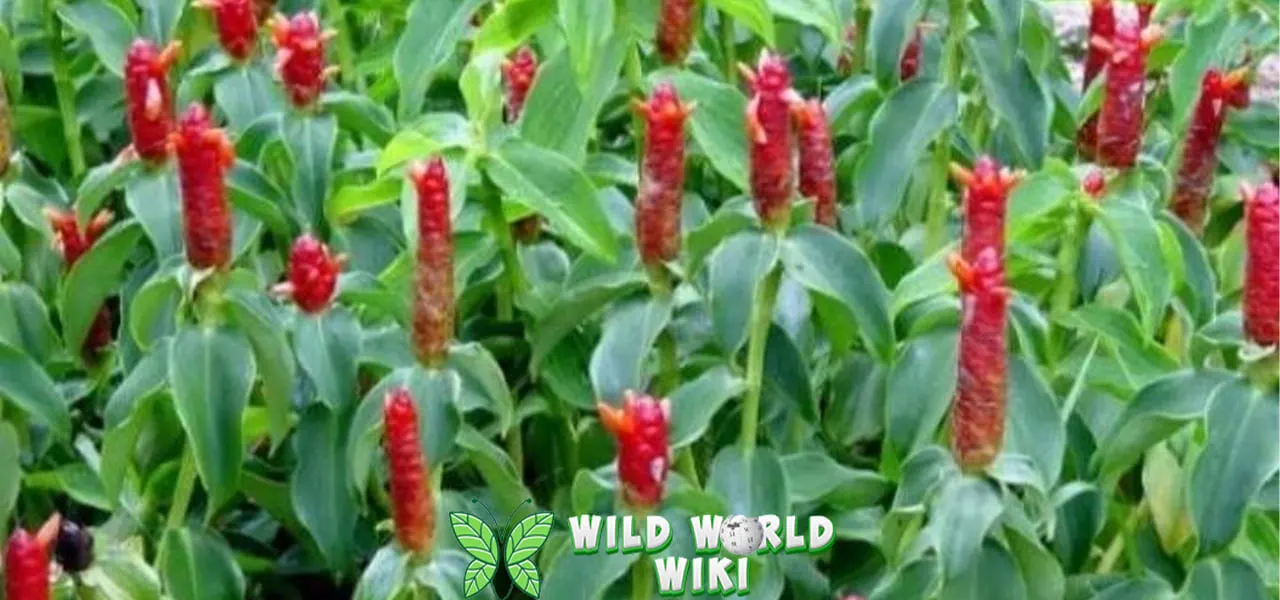 Bunga Pancing, Si Merah Cerah Penyejuk 100 Halaman 1 Bunga Pancing, Si Merah Cerah Penyejuk 100 Halaman