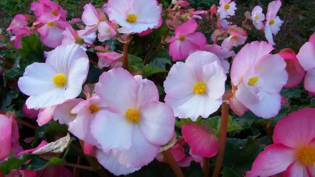 Begonia Bunga Cantik 1.800 Jenis di Dunia 2 Begonia Bunga Cantik 1.800 Jenis di Dunia