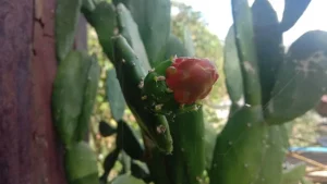 Kaktus Centong 22 Inspirasi Dekorasi Rumah!