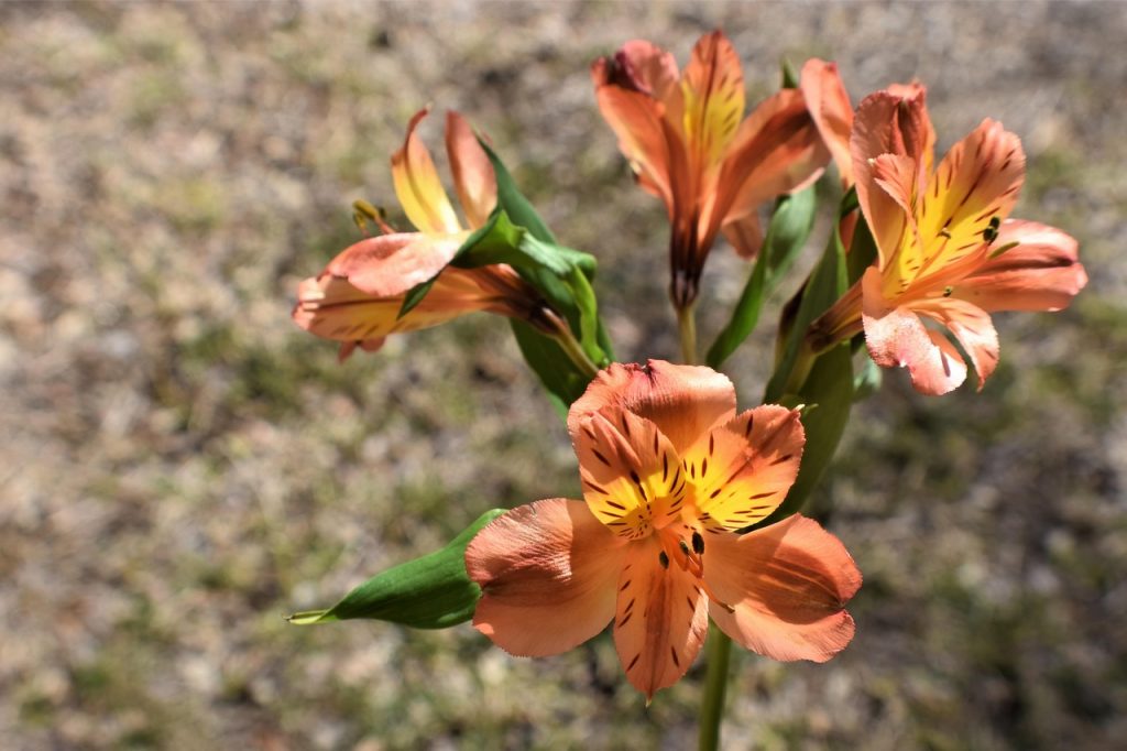 3 Langkah Mudah Menanam Peruvian Lily di Rumah