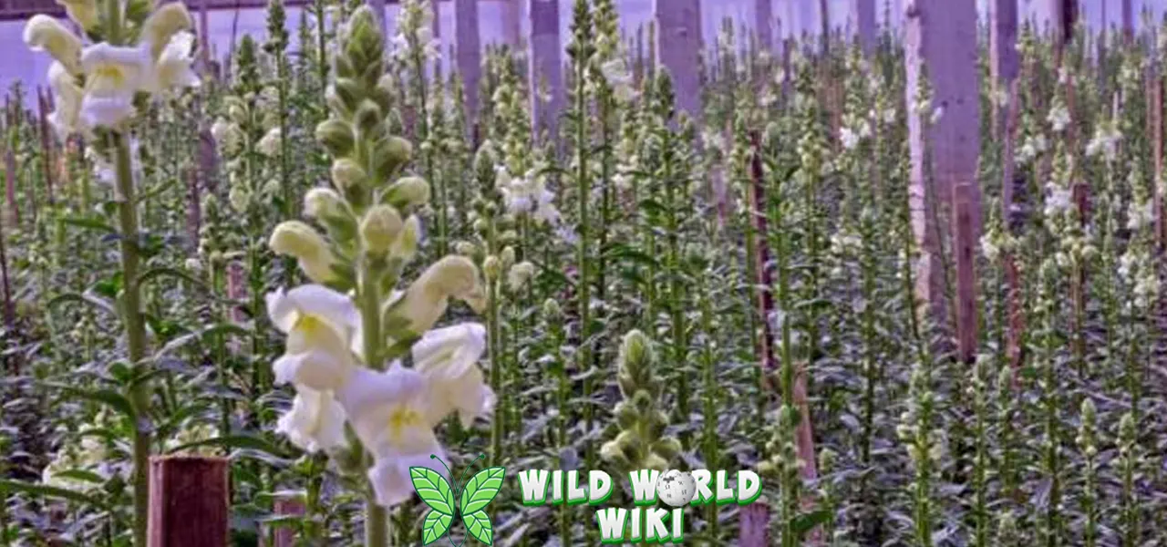 Snapdragon 3 Tips Mudah Merawat Bunga Menawan 1 Snapdragon 3 Tips Mudah Merawat Bunga Menawan