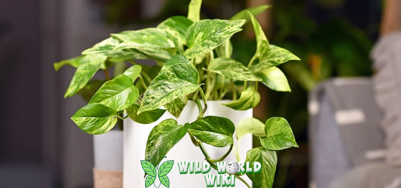 Golden Pothos Si Pembersihm 2 Udara Alami Hidup