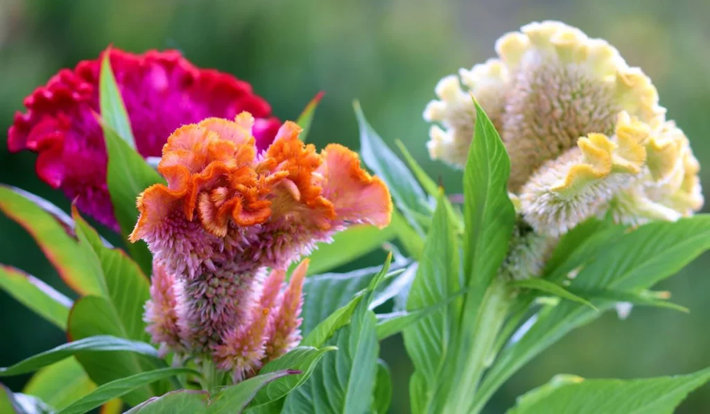 Celosia Argantea, Si Bunga Aktif Bikin 5 Jadi Kagum