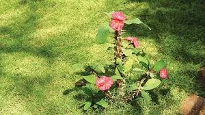 Pakis Giwang Jejak 100 Keindahan yang Abadi 2 Pakis Giwang Jejak 100 Keindahan yang Abadi