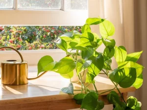 Golden Pothos Si Pembersihm 2 Udara Alami Hidup